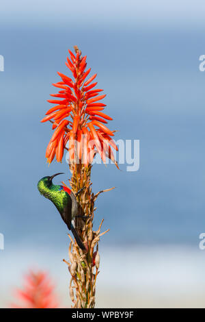 A greater double-collared sunbird angles up into the bells of aloe on the Tsitsikamma coast, South Africa Stock Photo