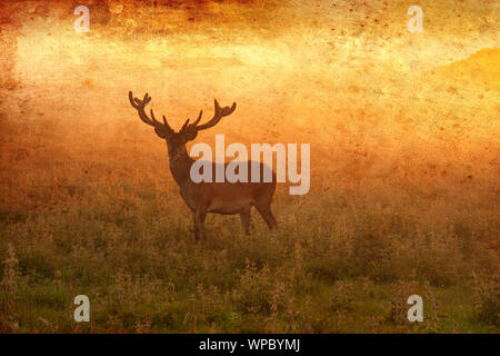 Red deer stag standing looking in a golden foggy misty meadow morning or evening sun made like ancient canvas image Stock Photo