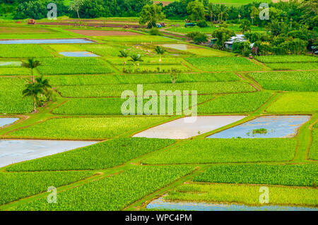 Overlooking the taro farm fields in Hanalei Valley, Kauai, Hawaii, USA Stock Photo