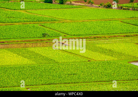 Overlooking the taro farm fields in Hanalei Valley, Kauai, Hawaii, USA Stock Photo