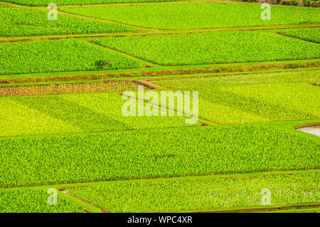 Overlooking the taro farm fields in Hanalei Valley, Kauai, Hawaii, USA Stock Photo