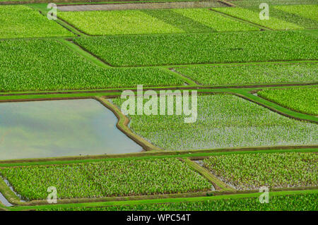 Overlooking the taro farm fields in Hanalei Valley, Kauai, Hawaii, USA Stock Photo