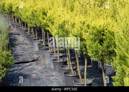 Port orford cedar tree nursery. The pots are arranged in a row. Reclining were taken. Stock Photo