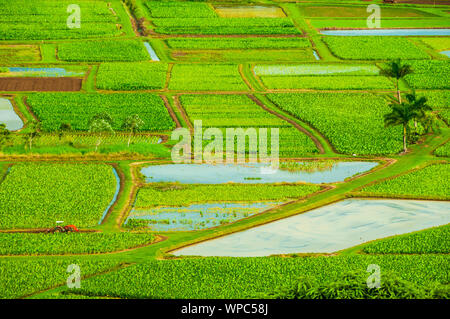 Overlooking lone orange tractor in the taro farm fields in Hanalei Valley, Kauai, Hawaii, USA Stock Photo