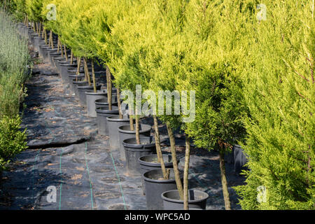 Port orford cedar tree nursery. The pots are arranged in a row. Reclining were taken. Stock Photo