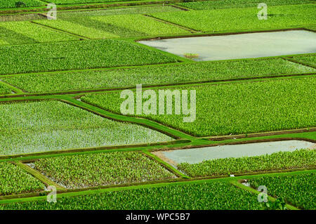 Overlooking the taro farm fields in Hanalei Valley, Kauai, Hawaii, USA Stock Photo