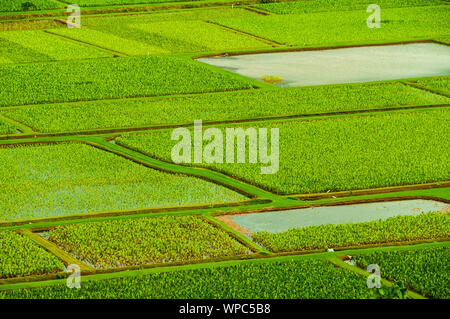 Overlooking the taro farm fields in Hanalei Valley, Kauai, Hawaii, USA Stock Photo