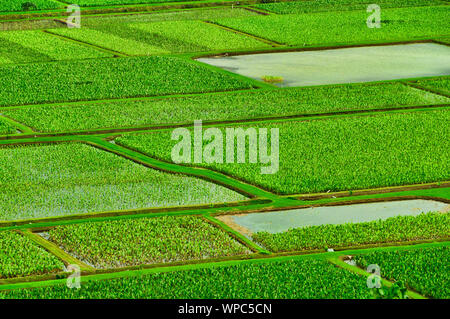 Overlooking the taro farm fields in Hanalei Valley, Kauai, Hawaii, USA Stock Photo