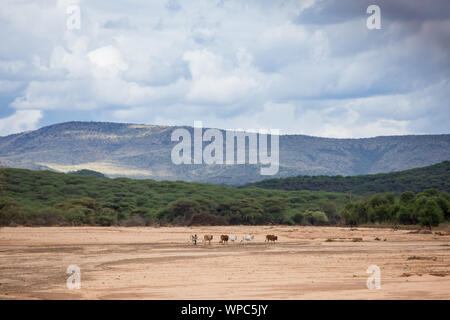 Small child walks cattle across a dry river bed in the Borana region of Ethiopia. Stock Photo