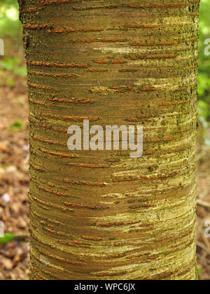 rings of brown lenticular cells form horizontal rings on grey green bark of  ornamental Cherry tree (Prunus species) in Cumbrian woodland, England,UK Stock Photo