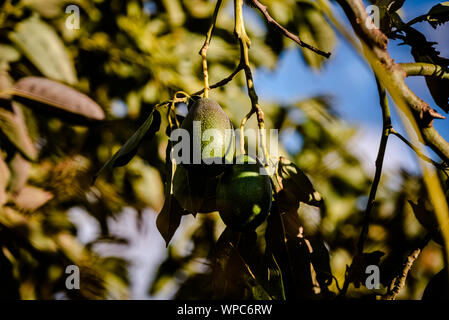 Avocados cuke seedless, Persea americana, on the tree, before they are ripe and ready for harvesting. Stock Photo