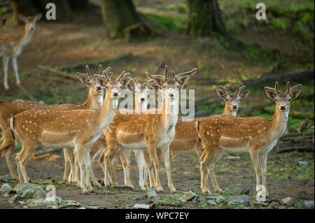 Group of fallow deers in the forest. A vigilant group of fallow deers. Stock Photo