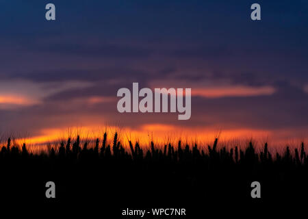 Rural scene of barkley in backlight sunset colorful light. Tranquil scene of africultural nature Stock Photo