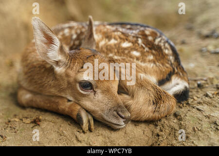 Fallow deer fawn curled up from close up view. Dama dama Stock Photo