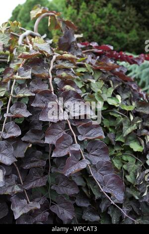 Cercis canadensis 'Ruby Falls' redbud. Stock Photo