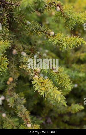 Juniperus conferta 'All Gold', close up. Stock Photo