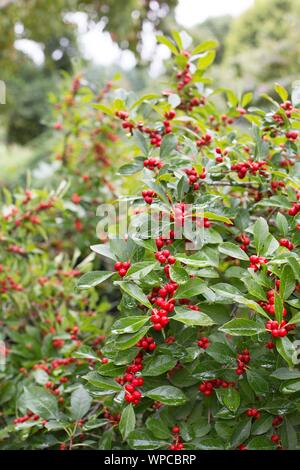 Ilex verticillata 'Red Sprite' winterberry. Stock Photo