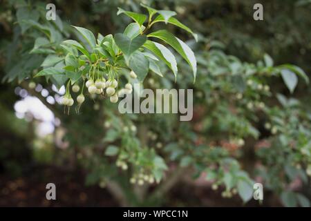 Styrax japonicus - Japanese Snowbell tree, close up. Stock Photo