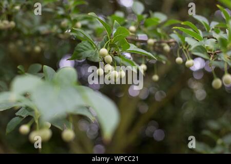 Styrax japonicus - Japanese Snowbell tree, close up. Stock Photo