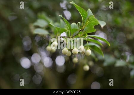 Styrax japonicus - Japanese Snowbell tree, close up. Stock Photo