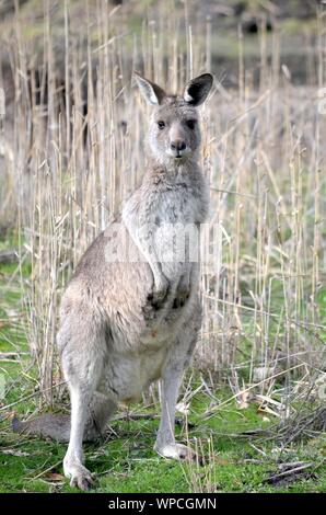 Vertical close shot of a kangaroo standing on a grassy field with a blurred background Stock Photo