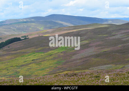 Moorland along the Sgor Buidhe trek near Ballater, Cairngorm mountains, Scotland Stock Photo