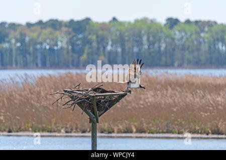 Osprey Leaving the Nest in the Blackwater Wildlife Refuge in Maryland Stock Photo