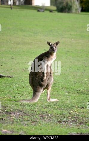 Vertical shot of a kangaroo standing in a grassy field with a blurred background Stock Photo
