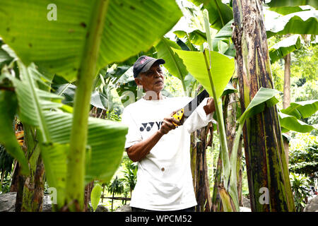 ANTIPOLO CITY, PHILIPPINES - SEPTEMBER 6, 2019: Adult Filipino man trims a banana tree in his banana tree farm. Stock Photo
