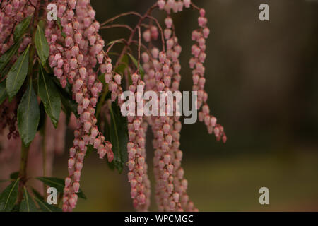 Closeup of clusters of pink Pieris japonica (Japanese andromeda) small bell-shaped flowers after the rain in Lithia park, in spring, Ashland, Oregon, Stock Photo