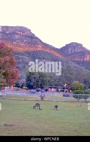 Vertical shot of a grassy field with kangaroos and forested mountains in the background Stock Photo