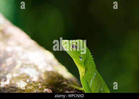Close up view of a green lizard on a tree bark with bokeh background Stock Photo