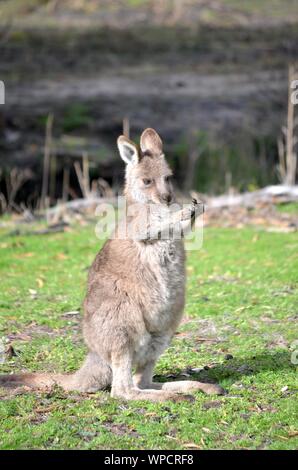 Vertical shot of a baby kangaroo standing in a grassy field with a blurred background Stock Photo