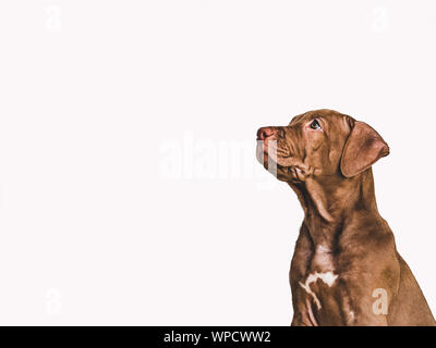 Young, charming puppy of chocolate color. Closeup Stock Photo