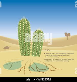 Explain illustrate of the cactus live in desert a very hot and dry climate. 3D Illustration. Stock Vector