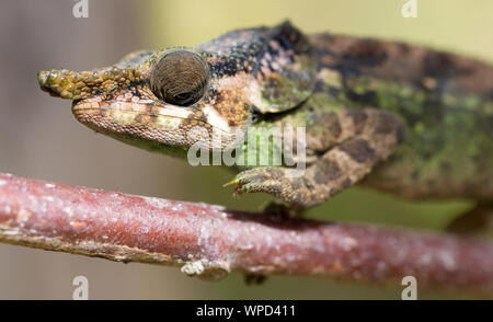 Parsons chameleon (Calumma parsonii) portrait in Madagascar Stock Photo