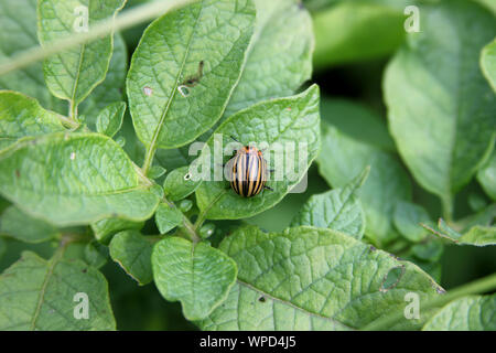 Colorado beetle on the potato bush. The agriculture problem Stock Photo