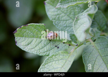 Colorado beetle on the potato leaves. The agriculture problem Stock Photo