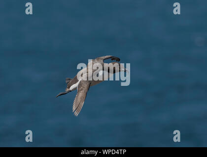 Guillemot (Uria aalge), Great Saltee, Kilmore Quay, County Wexford, ireland Stock Photo