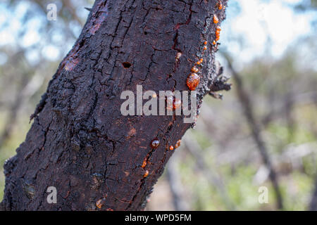 Sap from a gumtree in the Australian bush, You Yangs Regional Park, Victoria Stock Photo