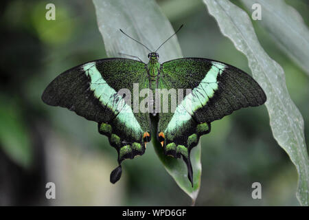 An emerald swallowtail (Papilio palinurus), also known as emerald peacock or green-banded peacock lingering on a leaf. Butterfly house, Bordano, Italy Stock Photo