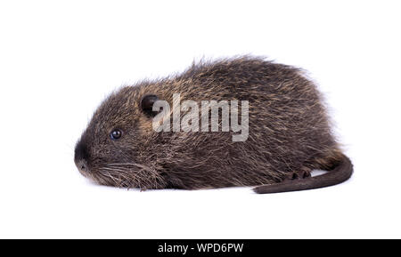 Baby nutria isolated on white background. One brown coypu -Myocastor coypus, isolated. Stock Photo