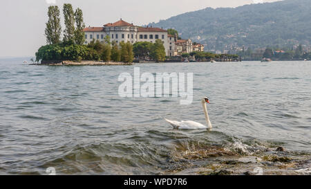 Beautiful white swan on the water of Lake Maggiore with Isola Bella in the background, Stresa, Italy Stock Photo