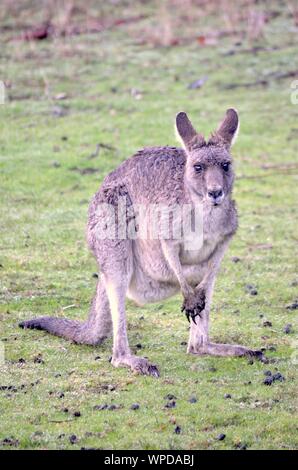 Vertical shot of a kangaroo standing on a grassy field looking towards the camera Stock Photo