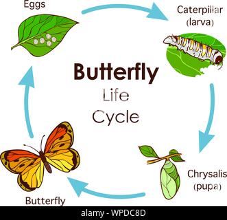 The life cycle of a butterfly Stock Vector Image & Art - Alamy