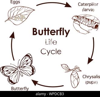 vector illustration of Life Cycle of Butterfly diagram Stock Vector