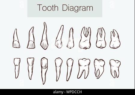 Vector illustration of a Teeth anatomy Stock Vector