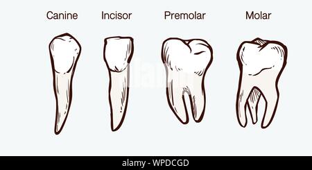 Tooth types sketch Teeth with roots dentist  Stock Illustration  98054187  PIXTA