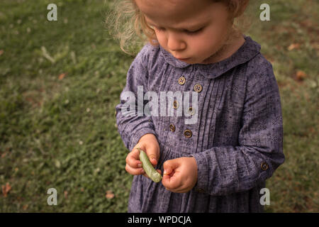 Little, adorable child girl opening up green pea, from organic bio countryside farm garden Stock Photo