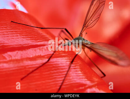 Spindly crane fly (Tipulidae) insect perched on a bright red outdoor toy inflatable. Stock Photo